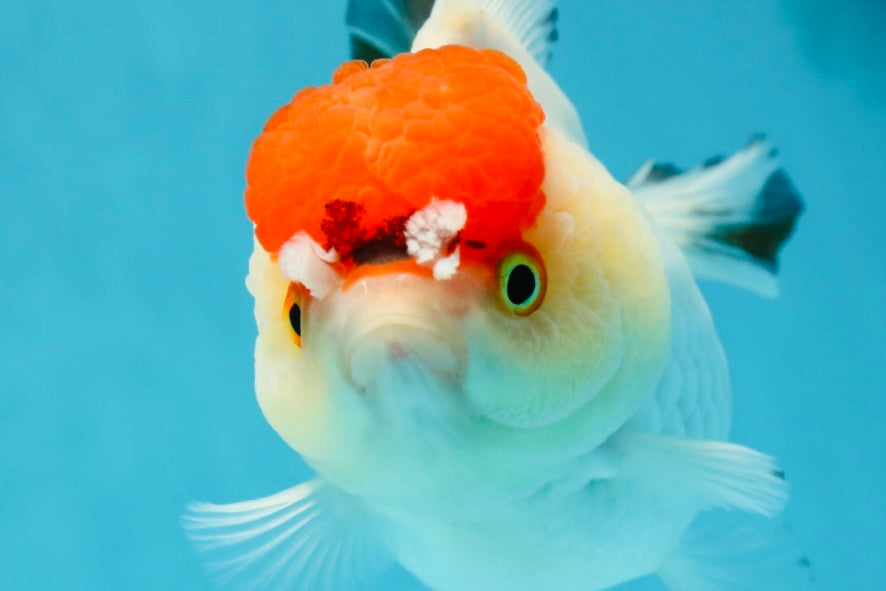 Tancho Pompom Tricolor Yuanbao Female 4 inches #050925YB_31