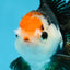A Grade Tricolor Oranda Male 5 inches #100325OR_20