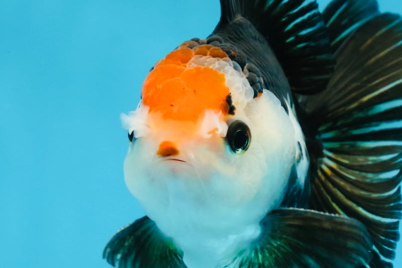 A Grade Tricolor Oranda Male 5 inches #100325OR_20