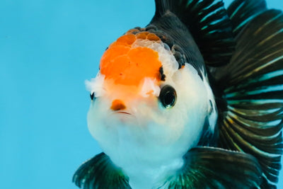 A Grade Tricolor Oranda Male 5 inches #100325OR_20