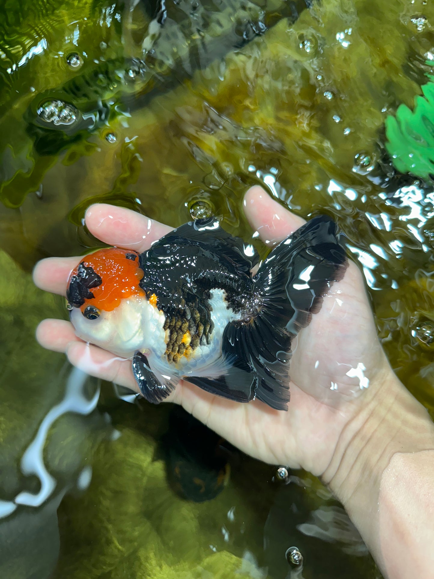 Tricolor Oranda Male 4.5-5 inches #053025OR_23