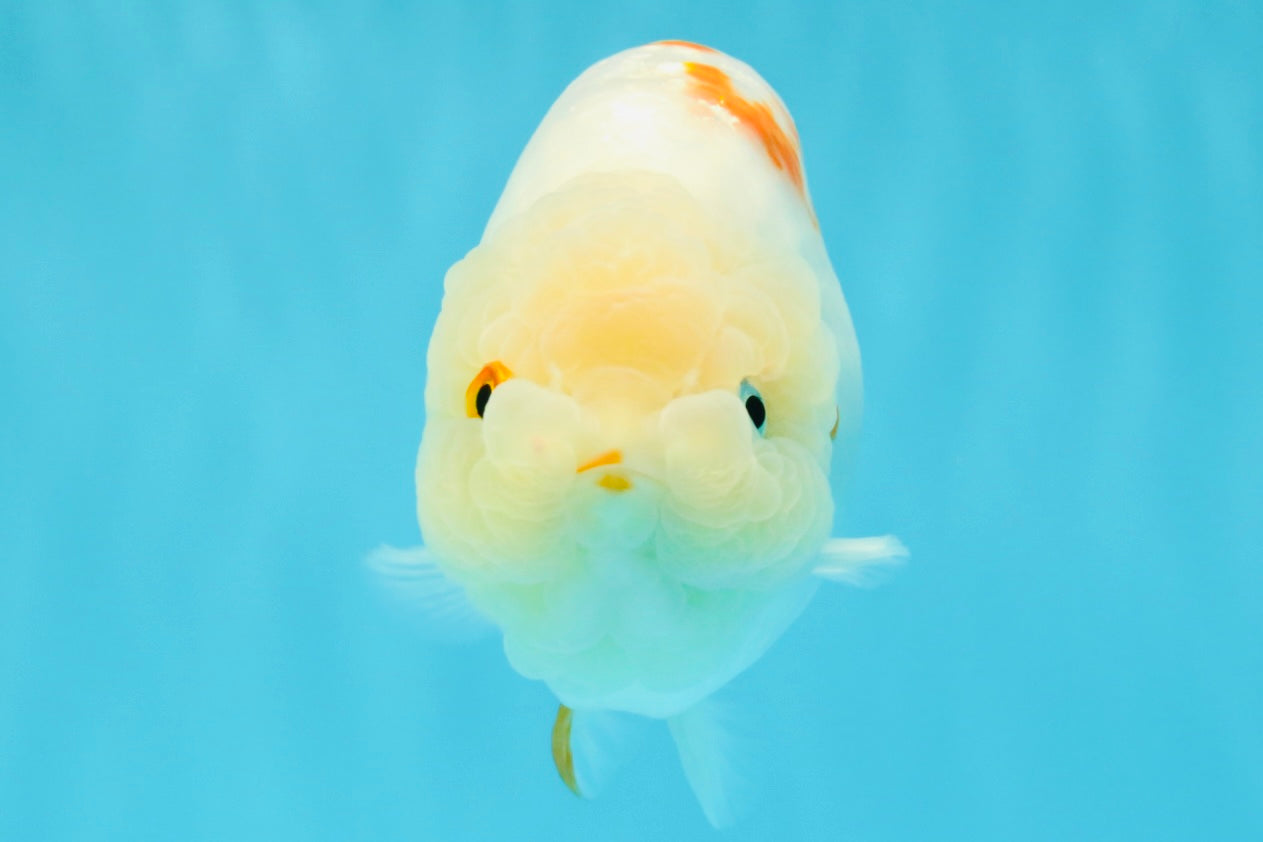 Sakura Chinese Ranchu Female 5.5 inches #022726RC_21