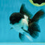 A Grade Panda Oranda Male 4.5-5 inches #010325OR_09