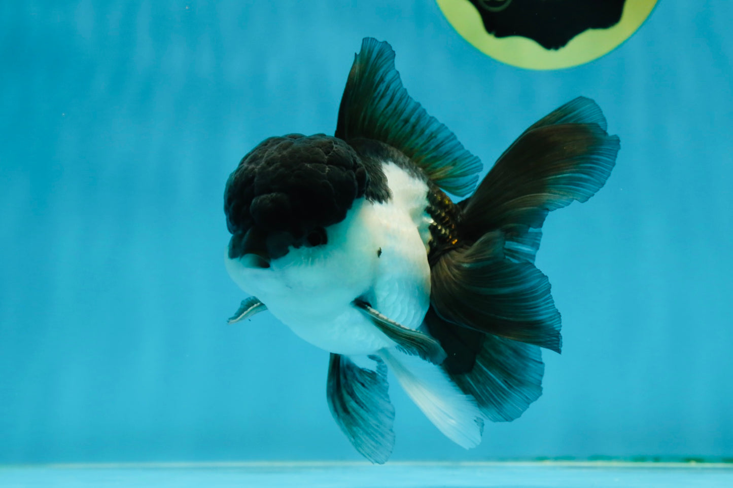 A Grade Panda Oranda Male 4.5-5 inches #010325OR_09