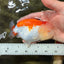 FLUFFY WEN AAA Grade Red White LionQueen 4.5 inches #050126LC_19