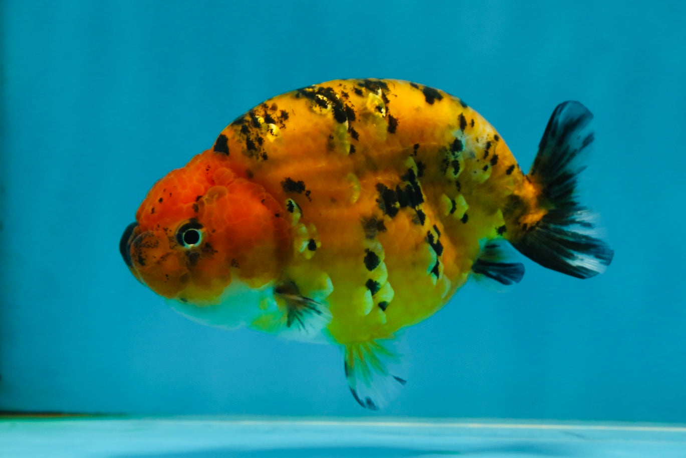 A Grade Tiger LionQueen 4-4.5 inches #051625LC_05