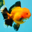 CHARLIE CHAPLIN AAA Grade Apache Oranda Female 5.5-6 inches #030626OR_27