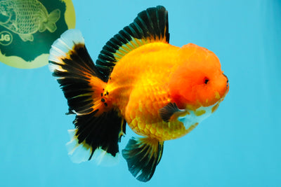 CHARLIE CHAPLIN AAA Grade Apache Oranda Female 5.5-6 inches #030626OR_27