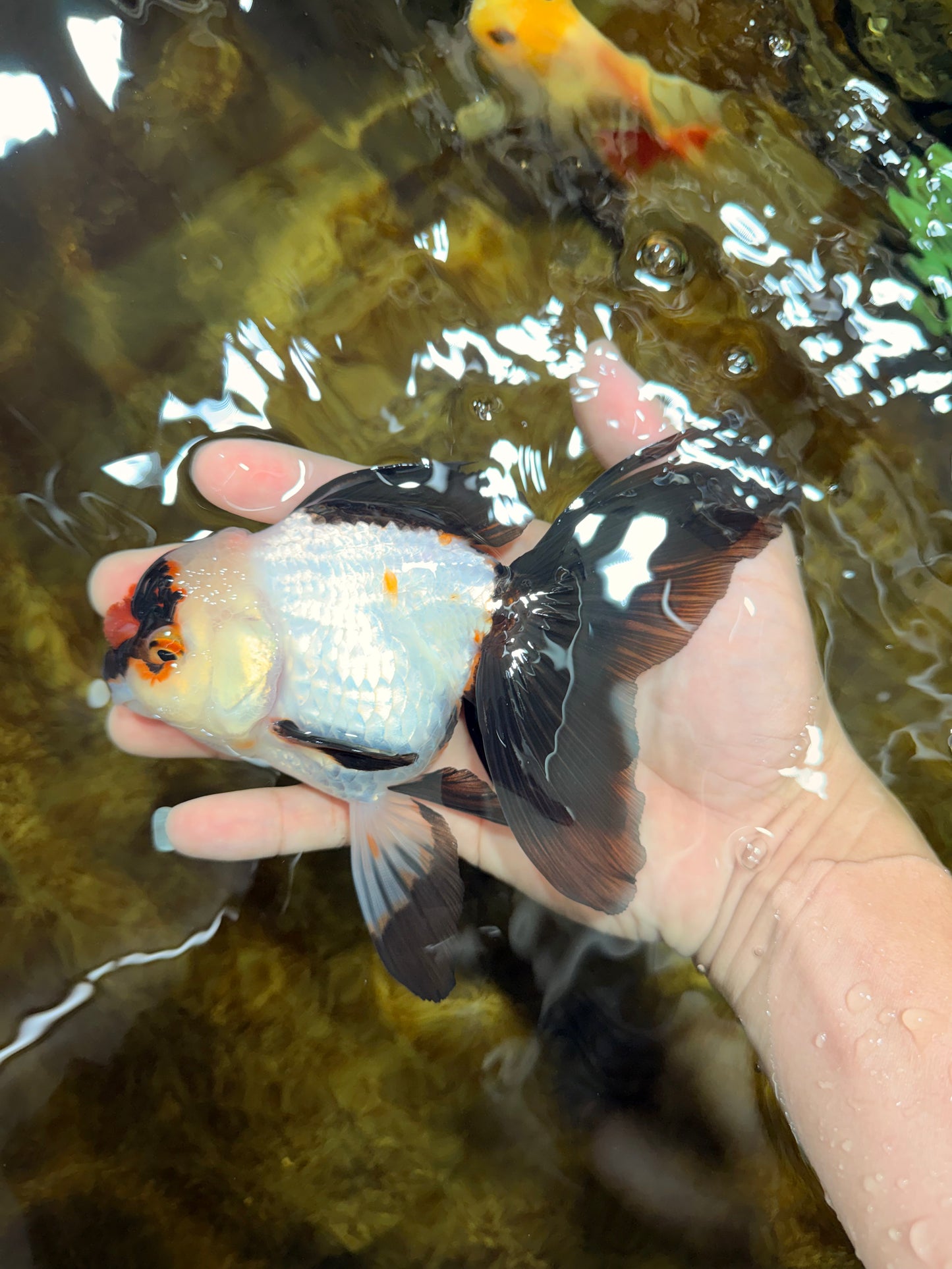 Little Pompom Tricolor Oranda Female 5.5 inches #111425OR_16
