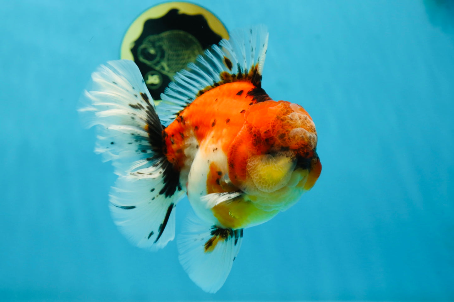 AAA Grade RARE Godzilla Calico Sakura Oranda Male 5.5 inches #051625OR_20