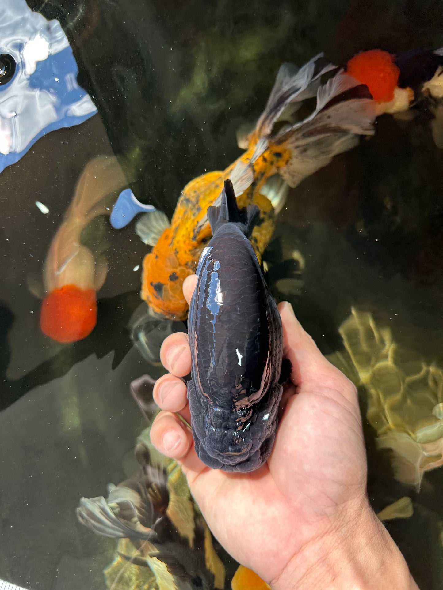 AAA Grade Strong Body Structure Godzilla Black Ranchu Male 5-5.5 inches #052325RC_15