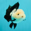 A Grade Cheeky Panda Button Eyes  Oranda Male 4.5 inches #111524OR_24