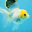 White Oranda Female 5.5 inches #111425OR_14