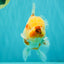 CHUNKY AAA Grade Sakaru Oranda Male 6 inches #092526OR_03