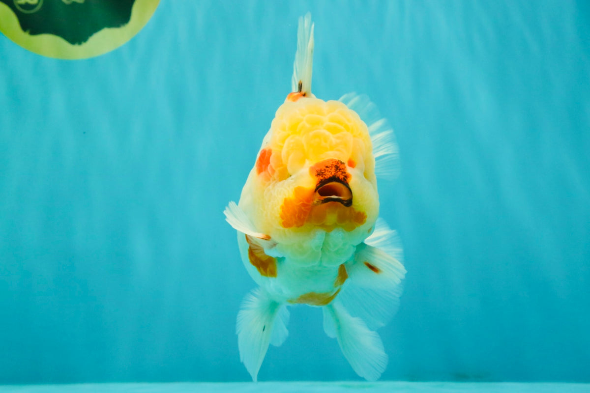 CHUNKY AAA Grade Sakaru Oranda Male 6 inches #092526OR_03