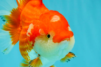 CHUBBY A Grade Red White Yuanbao Female  5.5-6 inches #042426YB_13