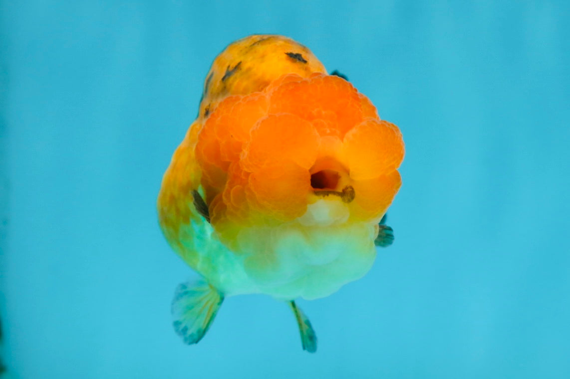 Adorable A Grade Super Cute Apache LionQueen 4 inches #050225LC_14