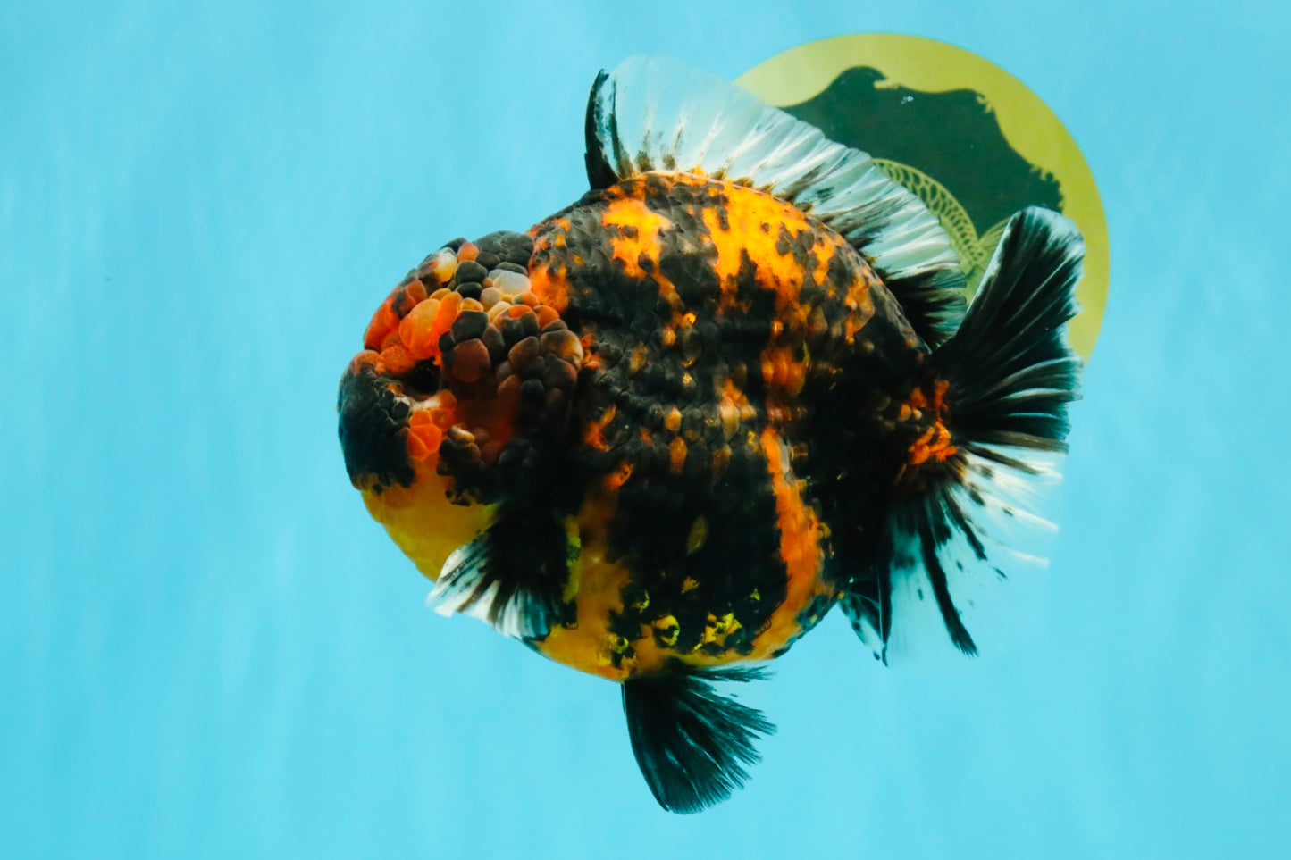 AAA Grade Godzilla Tiger Yuanbao Male 5.5-6 inches #032026YB_21