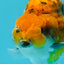 AAA Grade High Back Calico Tiger Ranchu 4.5-5 inches #0517RC_14