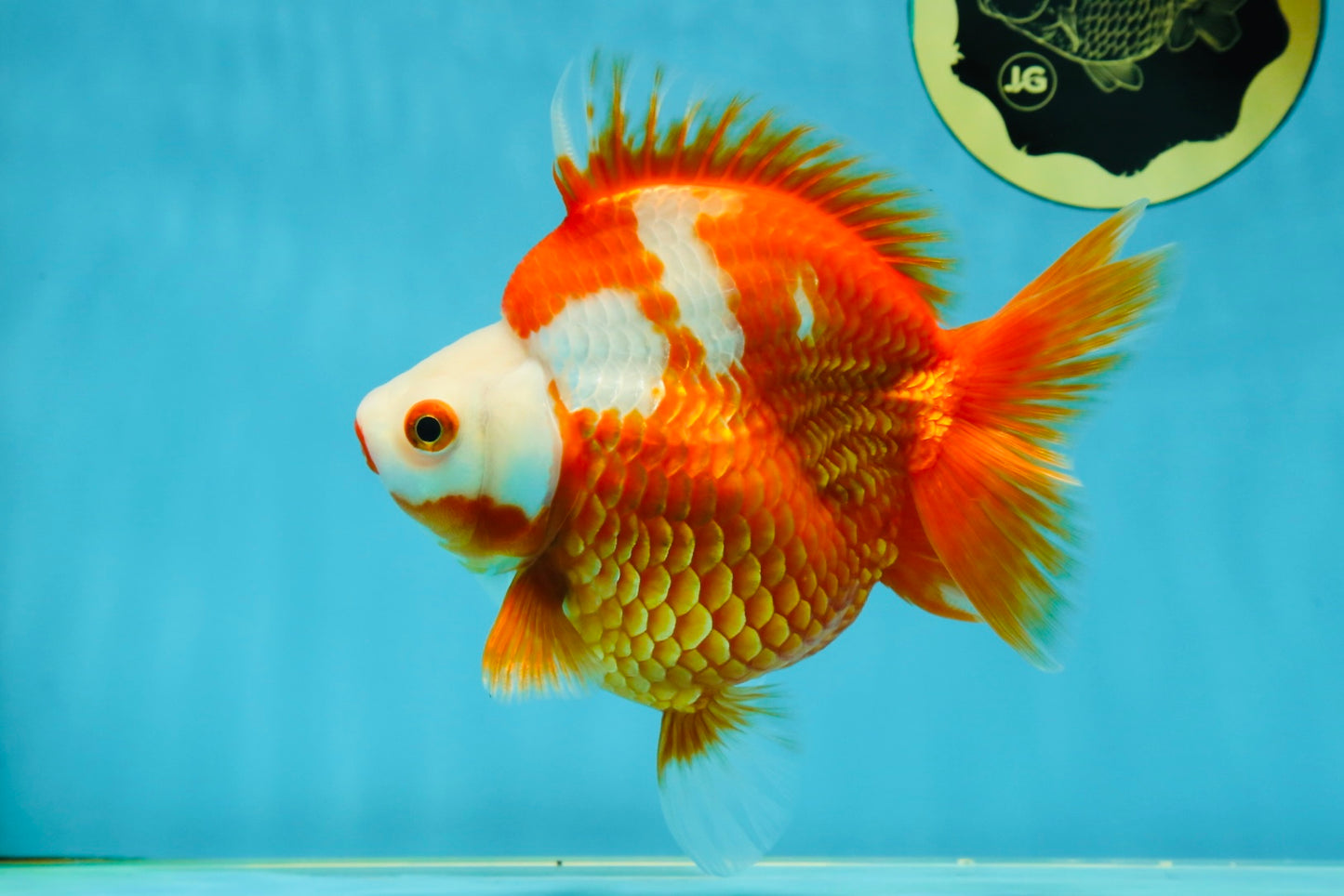 AAA GRADE Red White Ryukin Female 5.5 inches #050925RK_18