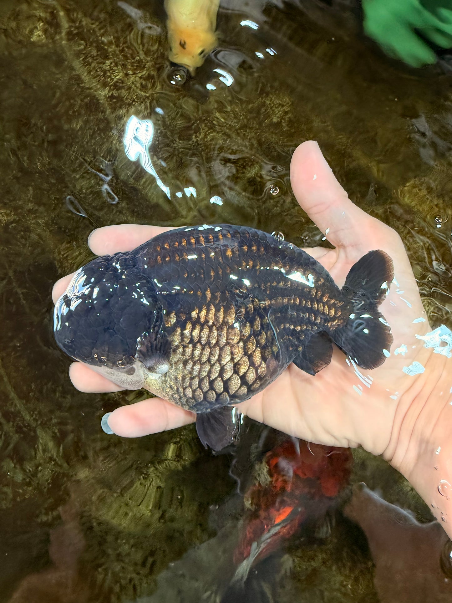 AAA Grade Black Strong Body Structure LionQueen 5.5 inches #101725LC_21