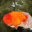 BIG CHEEK AAA Grade Super Hybrid Buffalo Red Ranchu Male 6 inches #100226RC_21