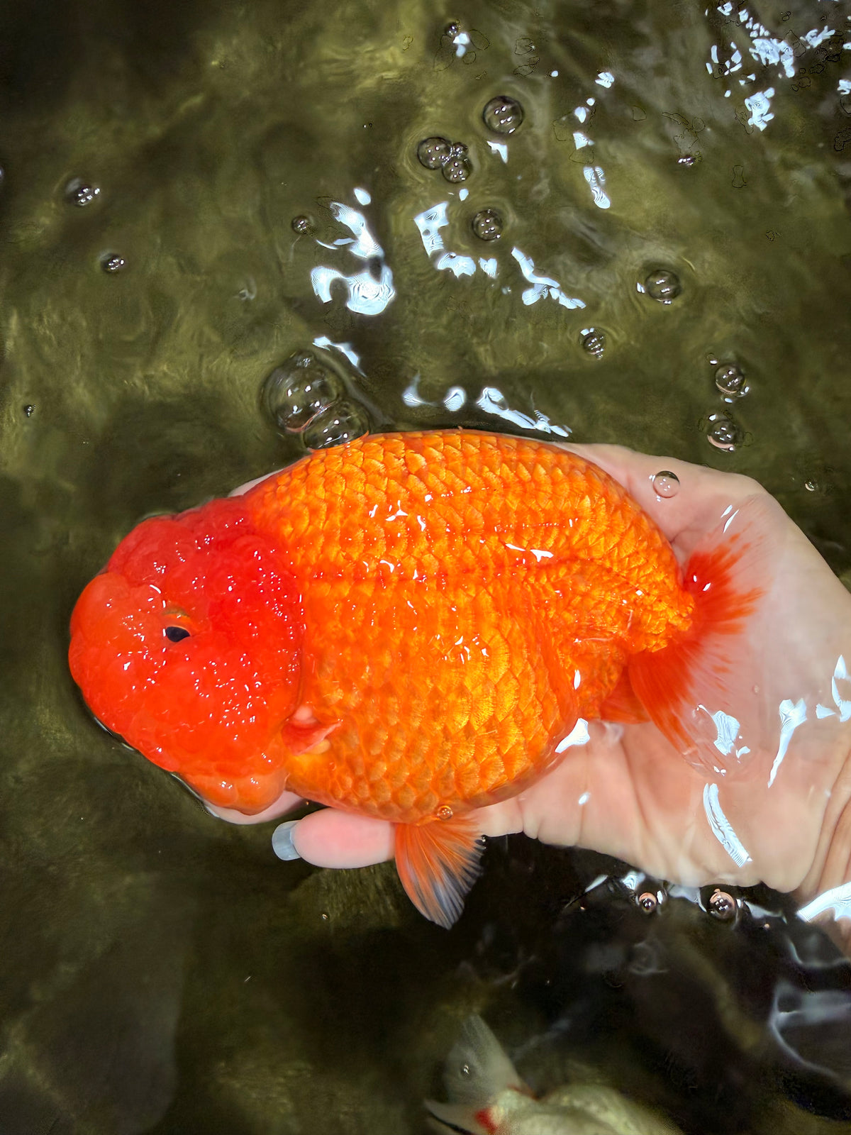 BIG CHEEK AAA Grade Super Hybrid Buffalo Red Ranchu Male 6 inches #100226RC_21