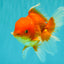 A Grade Red White Oranda Male 5.5 inches #091826OR_06