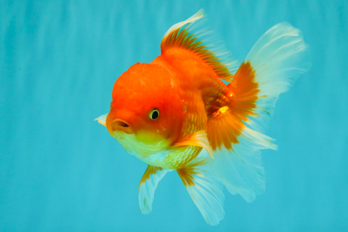 A Grade Red White Oranda Male 5.5 inches #091826OR_06
