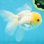 A Grade White Oranda Male 5 inches #060625OR_28
