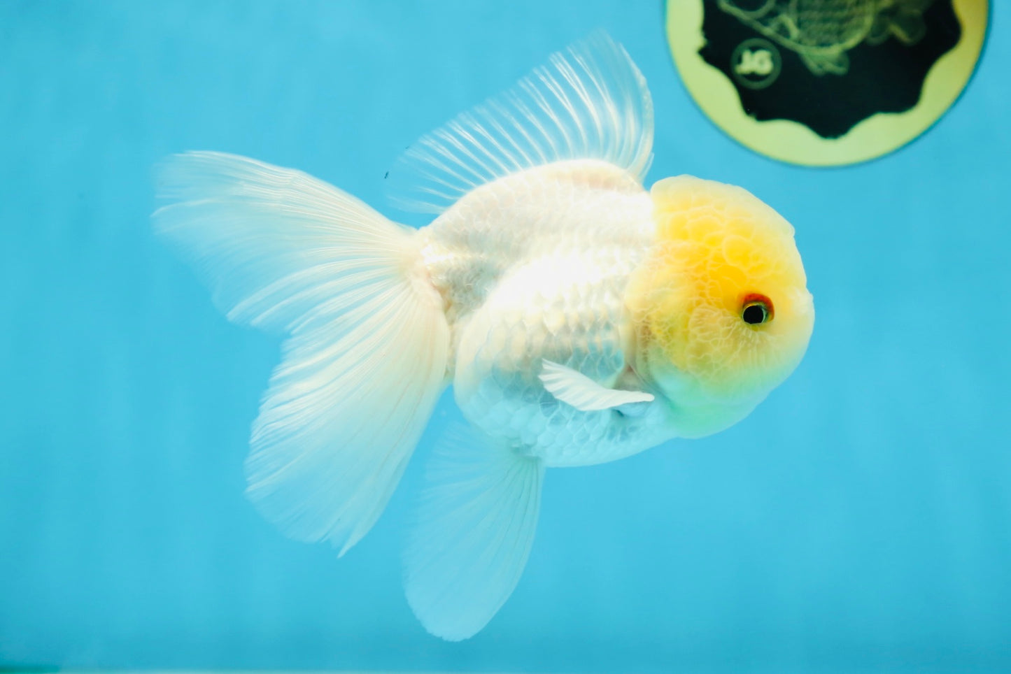 A Grade White Oranda Male 5 inches #060625OR_28