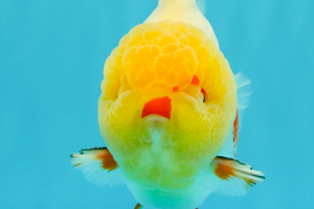 BIG WEN AAA Grade Godzilla Red White Lipstick Yuanbao Male 5.5 inches #030626YB_11