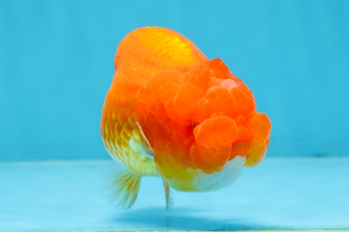 AAA Grade Red White LionQueen 4 inches #103125LC_25