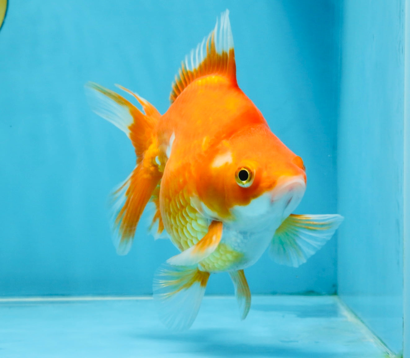 A Grade Red White Ryukin Female 5.5 inches #111425RK_05