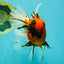 CHONKY AAA Grade Tiger Oranda Male 7.5 inches #092526OR_01
