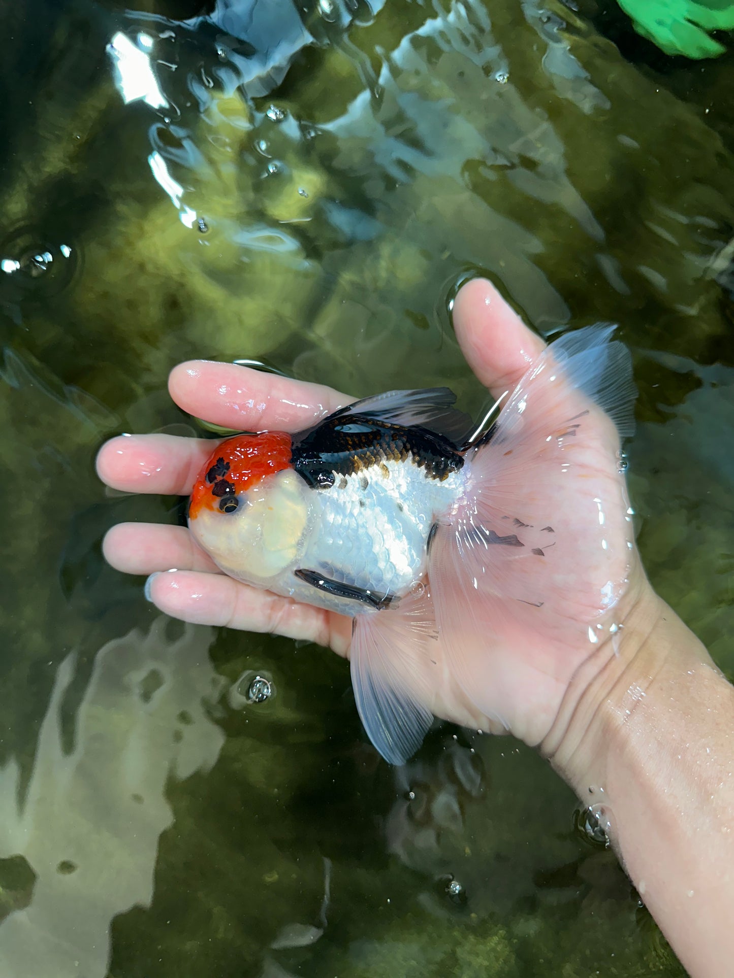 Tricolor Oranda Male 5-5.5 inches #091225OR_26
