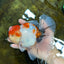 AAA Grade Young Godzilla Sakura Oranda Male 6 inches #080825OR_21