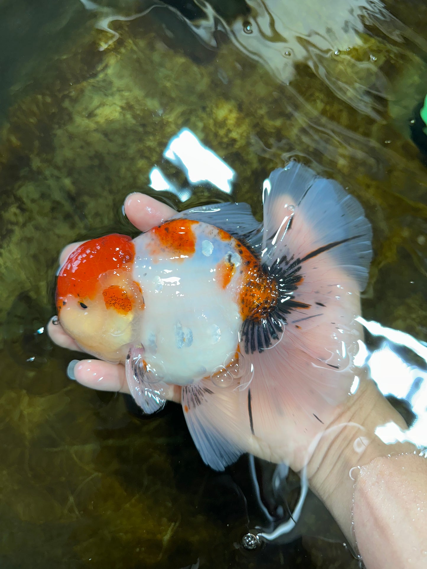 AAA Grade Young Godzilla Sakura Oranda Male 6 inches #080825OR_21