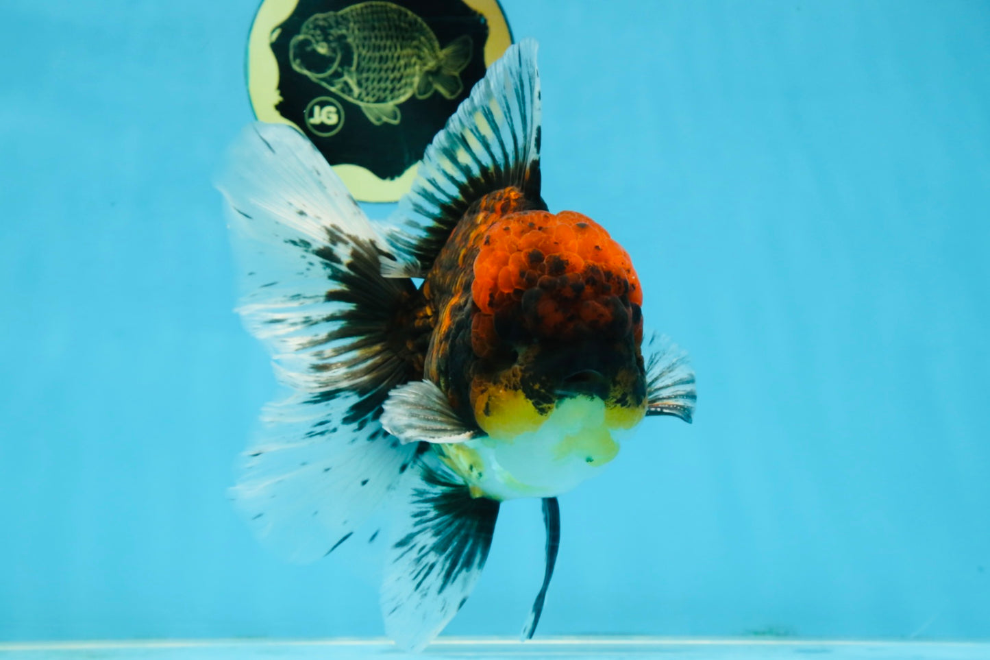 CHONKY AAA Grade Tiger Oranda Male 6 inches #102425OR_19