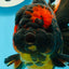 AAA Grade Tiger Oranda Male 6-6.5 inches #0927OR_01