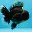 RARE AAA Grade SUPER GIANT Godzilla Kirin Oranda Female 7 inches #082225OR_07