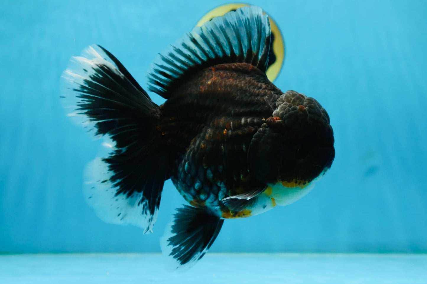 RARE AAA Grade SUPER GIANT Godzilla Kirin Oranda Female 7 inches #082225OR_07