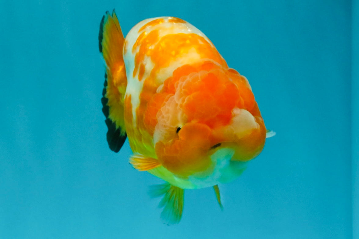 Chinese Sakura Ranchu Female 5-5.5 inches #031326RC_12