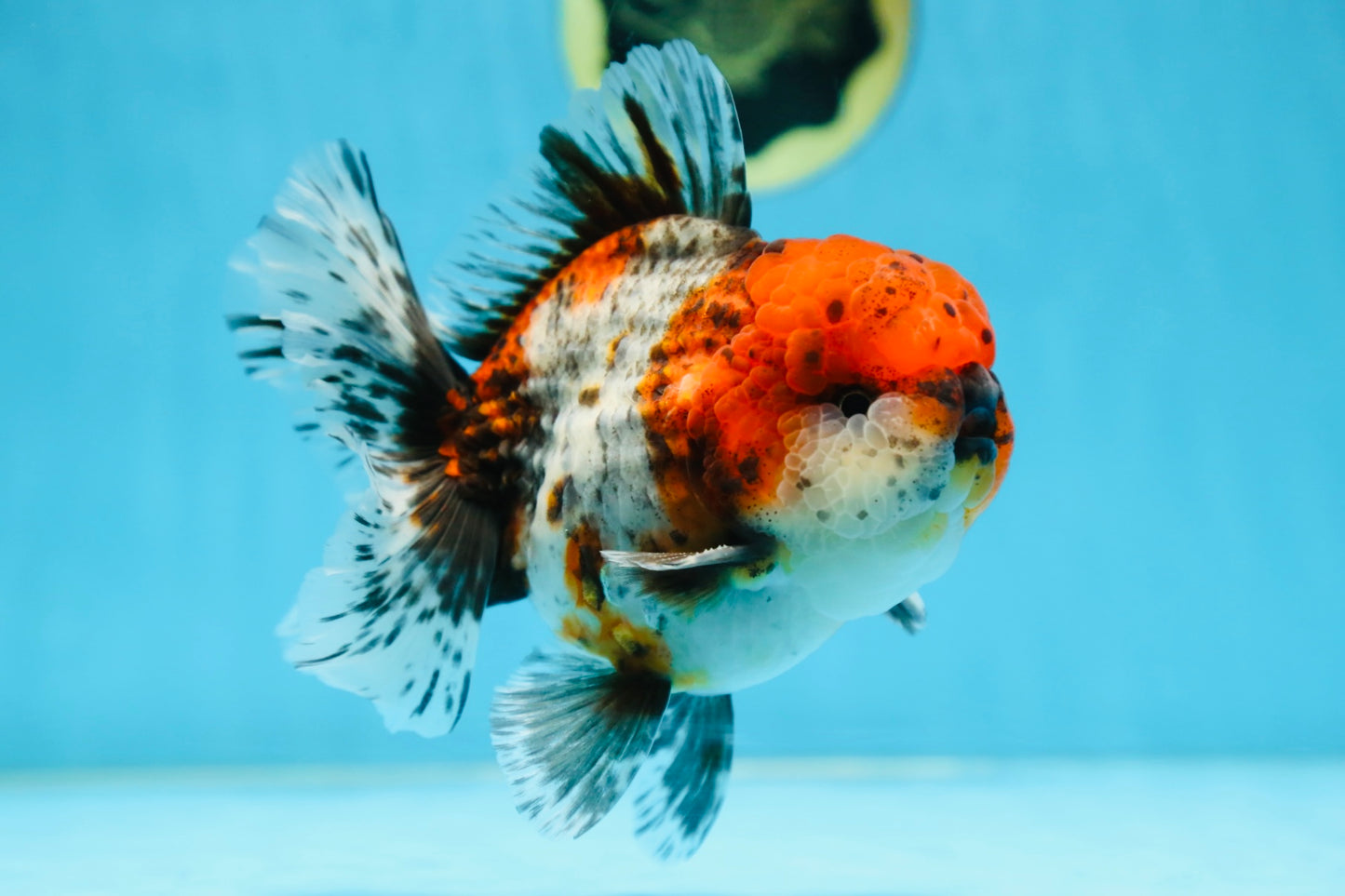 AAA Grade CHUBBY Calico Oranda Male 5.5 inches #082925OR_13