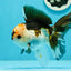 A Grade Unique Color Tricolor Oranda Male 5-5.5 inches #0607OR_05