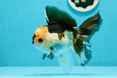 A Grade Unique Color Tricolor Oranda Male 5-5.5 inches #0607OR_05