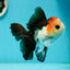 AAA Grade Special Button Eyes Tricolor Oranda Male 5 inches #110124OR_19