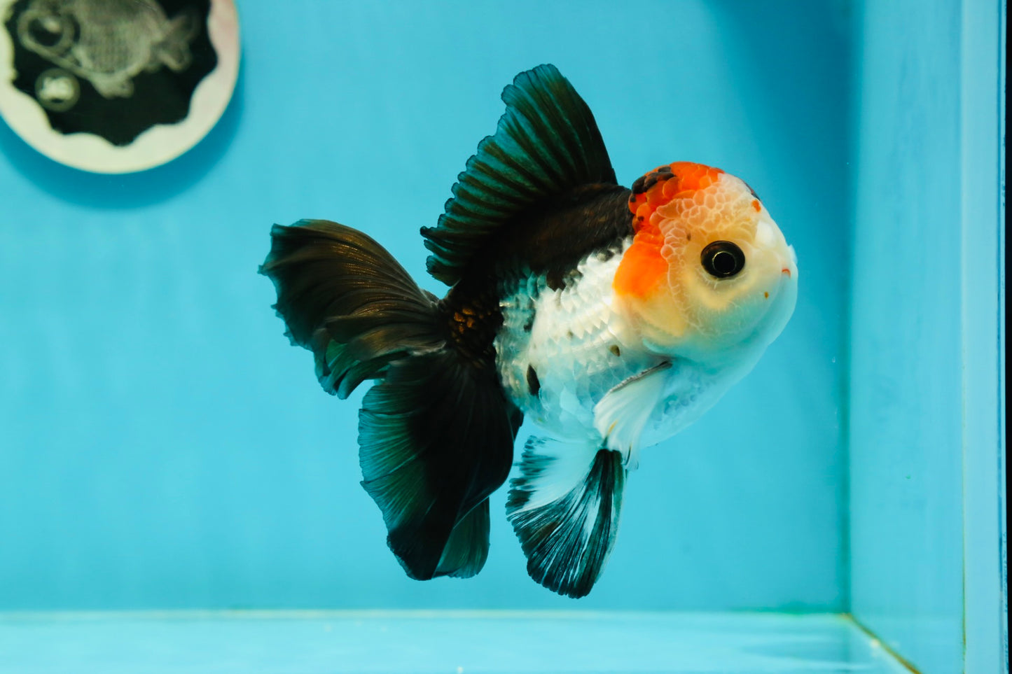 AAA Grade Special Button Eyes Tricolor Oranda Male 5 inches #110124OR_19