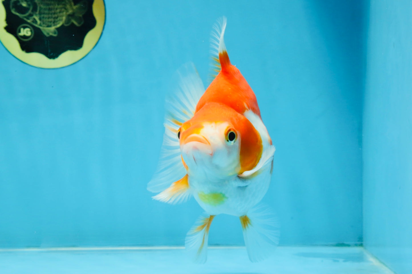 A Grade Red White Ryukin Female 5.5 inches #111425RK_08