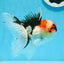 AAA Grade Tricolor Oranda Male 4.5 inches #0913OR_09